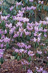 rhododendron augustinii sbsct triflora thumbnail graphic